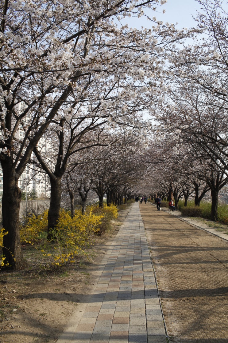 양천구 목동 벚꽃명소 안양천 제방 벚꽃길 - 3월 마지막 주 모습