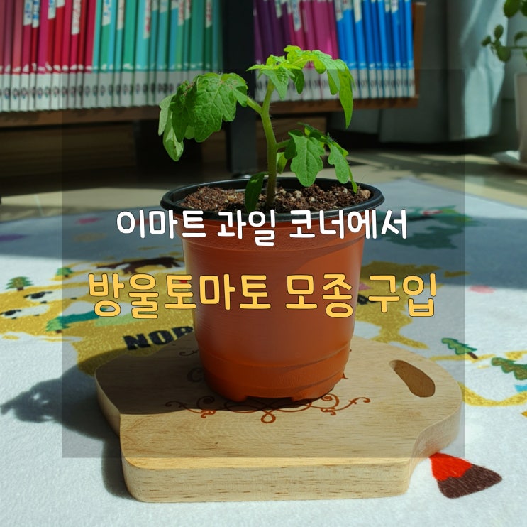  방울토마토 키우기, 식목일 화분으로 제격