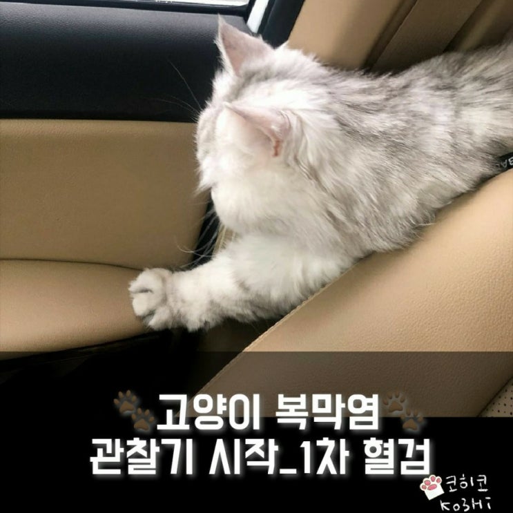  코히 복막염 투병기] 복막염 관찰기 첫 시작._ 1차 혈검