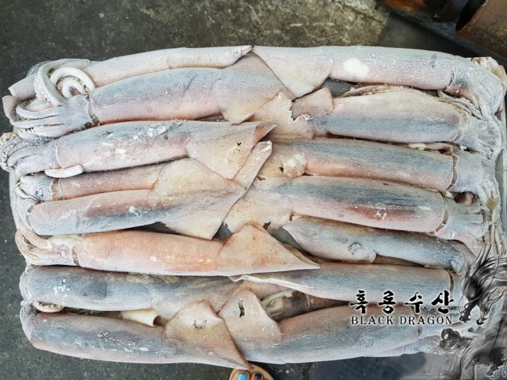  【 판 매 】 연안산 선동오징어 (살오징어, 빵통오징어) _ Feat. 흑룡수산