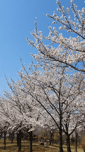  안산 벚꽃길, 벚꽃명소, 데이트장소 추천 화랑유원지