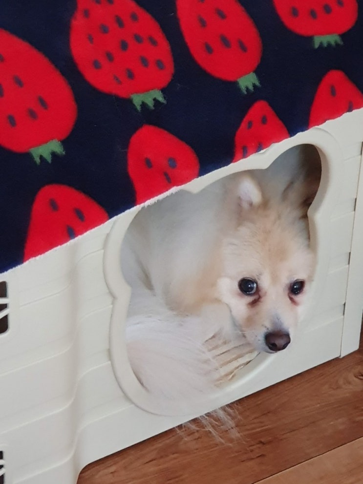  오늘의 쪼꼬는 쭈구리