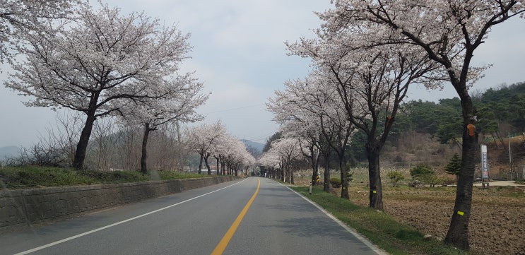  애정 이웃인 잼시크님 한솔 사과농장에 다녀가시고 이벤트 한 약고추장 사과고추장 맛간장 발송했습니다