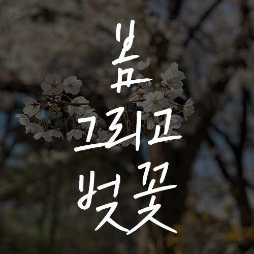  어느덧 찾아온 봄, 벚꽃이 피었습니다.