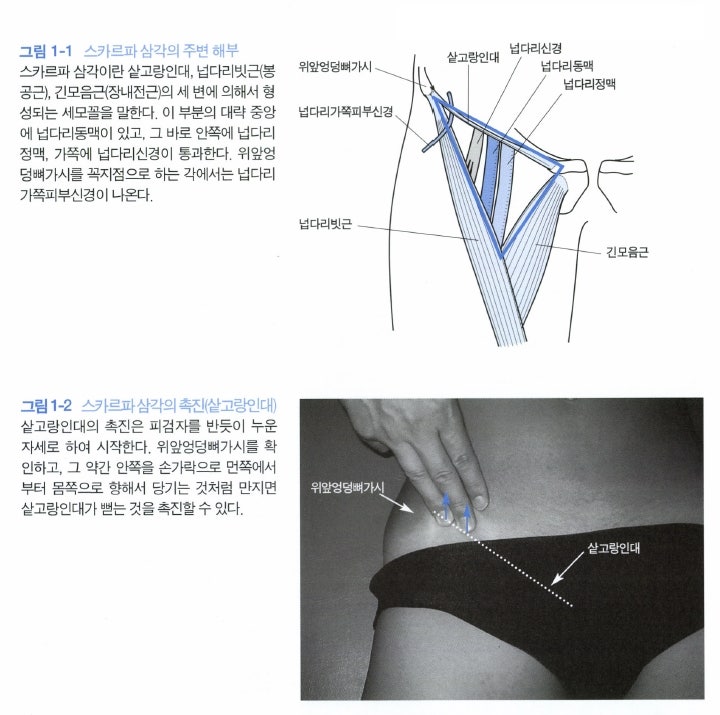 스카르파삼각 주변 around the scarpa triangle : 네이버 블로그
