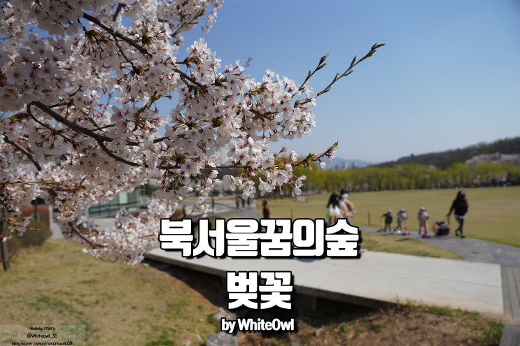  북서울꿈의숲 벚꽃 공원 산책하기