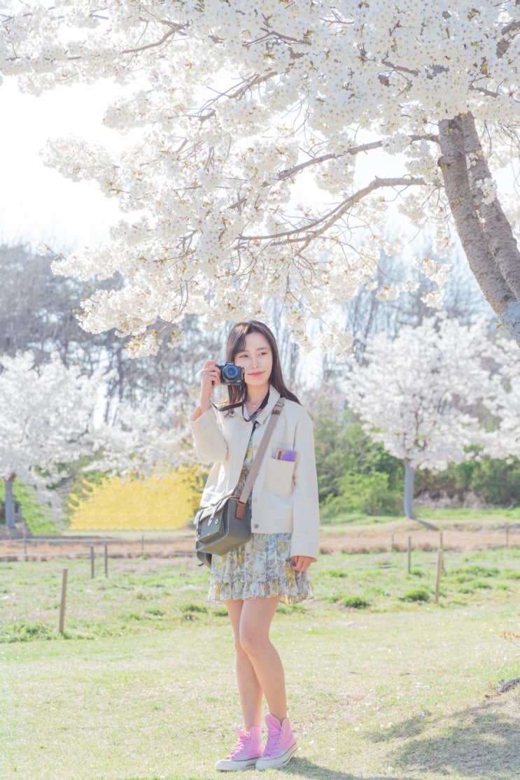 서울숲 벚꽃 인물 스냅사진 정말예뻐(모델누구?)
