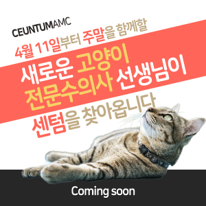 새로운 고양이 전문 진료수의사 선생님 coming soon! (센텀동물메디컬센터)