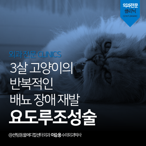 [외과] 고양이 요도루조성술 - 3살 고양이의 반복적인 배뇨 장애 재발  (부산 연제구 거제동 연산동 외과 수술 전문 동물병원)