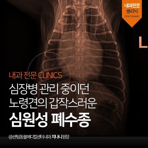 [내과] 심장병 관리 중이던 노령견의 갑작스러운 심원성 폐수종 (부산 남구 대연동 용호동 문현동 강아지 심장 전문 동물병원, 호흡곤란)