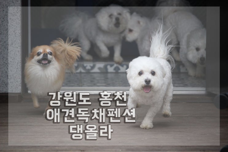  홍천 애견독채펜션 댕올라 넓은 마당에 반했어요