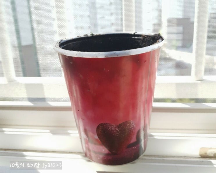  식목일을 맞이하여 꽃 씨앗을 심었어요.