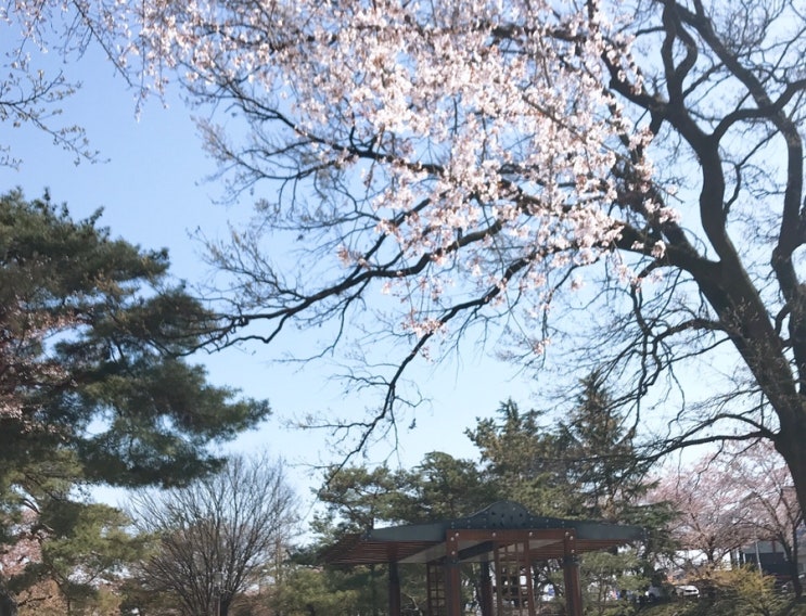  벚꽃이 떨어지는 영신숲