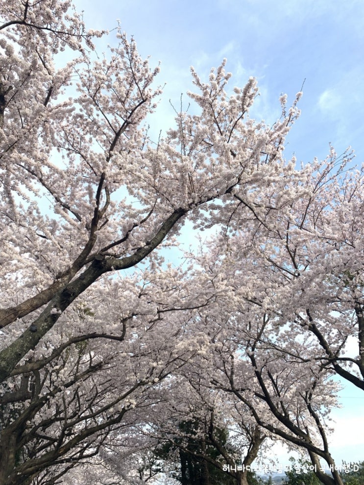  제주도 한달반살기 번외 1편, 한가했던 제주도 장전리 벚꽃거리