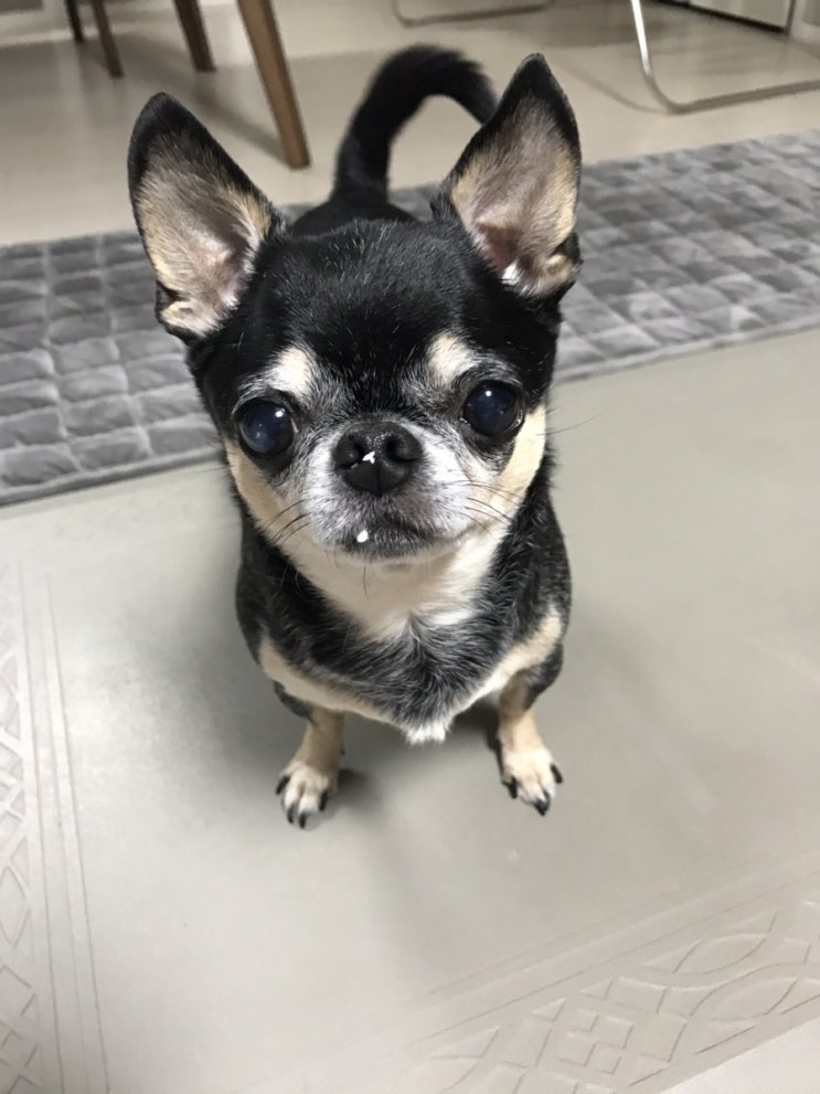  블랙탄치와와 꼬마 사진 동영상 모음.. 신랑이 개 괴롭힘.. 거시기 만짐...