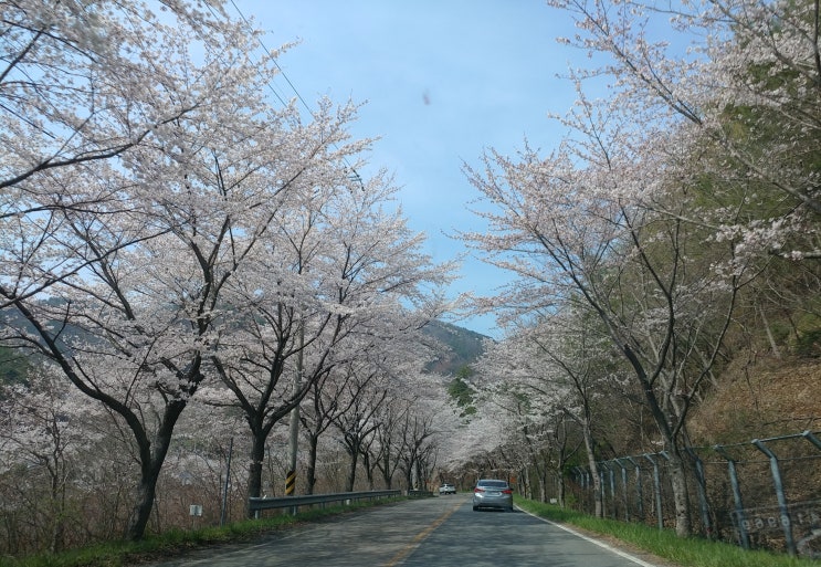  드라이브 벚꽃 명소 순천 상사호