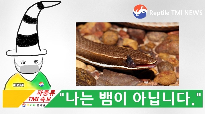  Reptile TMI NEWS (44회) - 나는 도마뱀입니다. (feat. 레그리스 리자드, 스네이크 리자드)