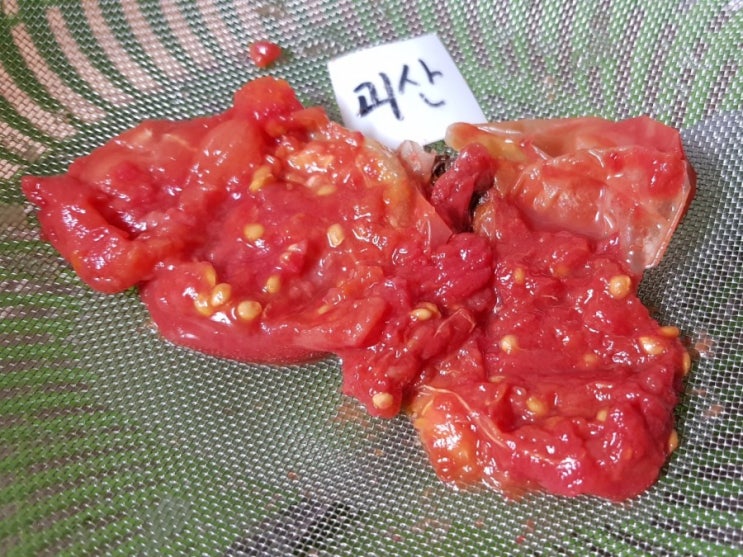  [연두네텃밭 씨앗받는농사이야기]  토종토마토 모종기르기 괴산토마토 씨앗갈무리