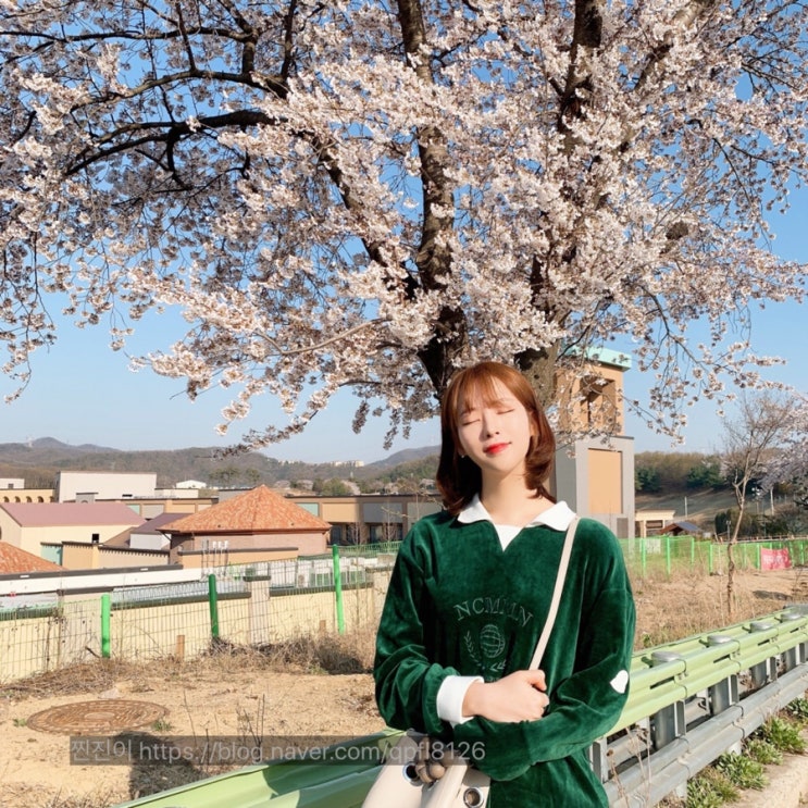  [용인/봄드라이브추천]봄바람 휘날리며~골드CC에서 벚꽃드라이브