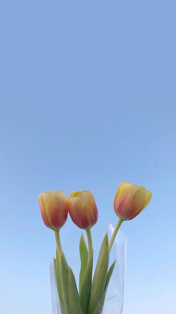 🌷 아이폰 배경화면 / 인스타 텀블러 감성사진 / 예쁜 꽃 빈티지 감성이미지 : 네이버 블로그, image size:720x1280