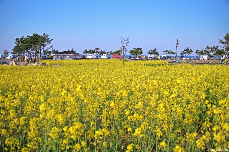 강원도 여행, 산불 아픔을 딪고 피어난 동해시 망상오토캠핑장 유채꽃 강원도 여행, 산불 아픔을 딪고 피어난 동해시 망상오토캠핑장 유채꽃