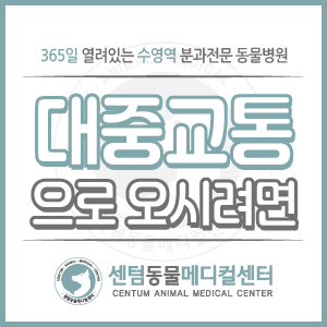  [대중교통으로 오시려면?] 부산 수영역 동물병원 센텀동물메디컬센터
