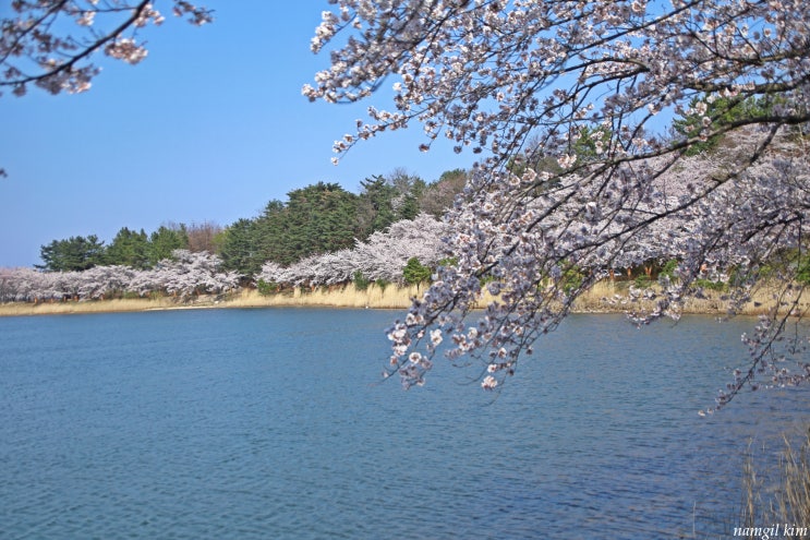 강원도 벚꽃 명소, 속초 영랑호 벚꽃길 강원도 벚꽃 명소, 속초 영랑호 벚꽃길