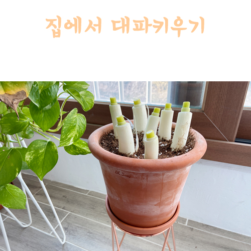  대파 키우기 집에서 아이와 함께키워요