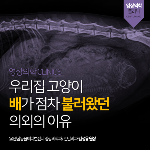  [영상의학과] 우리집 고양이 배가 점차 불러왔던 의외의 이유 (부산 수영구 망미동 민락동 수영동 영상 분석 동물병원, 고양이 임신)