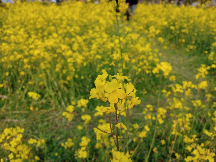 부산시민공원 유채꽃밭 봄나들이 산책하기