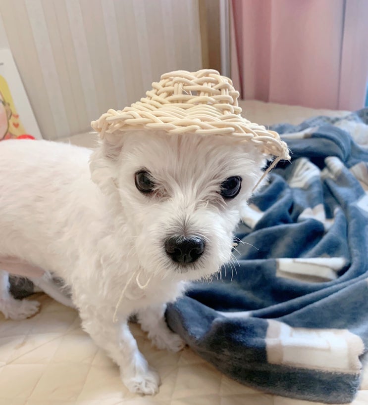  강아지 라탄모자 만들기 [취미생활 라탄공예]