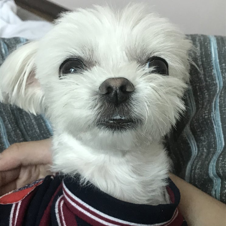  롱다리 모찌와 함께하는 삶은?