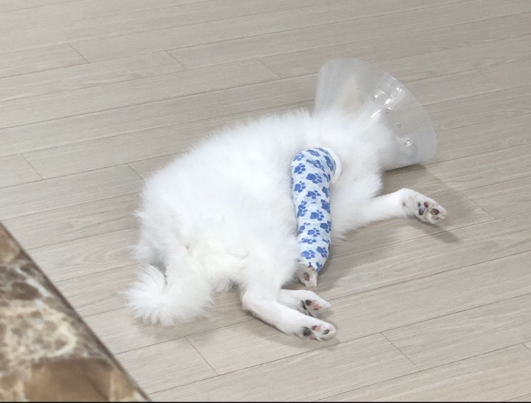  [20/1/18~1/21] 제주도 3박4일 교래향 → 더 로맨틱 내 생에 가장 아름다운 날들