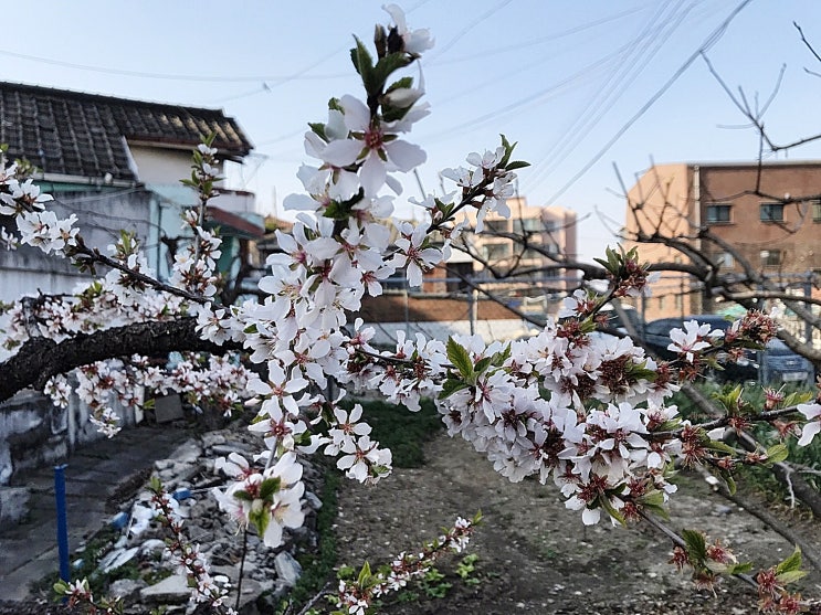  청주보청기 소소한 일상 봄꽃 찾기 세번째