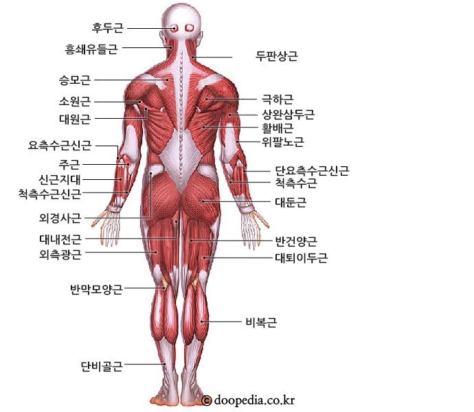 부위별 근육명칭에 대해 알아보자 : 네이버 블로그