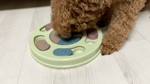 강아지 노즈워크 장난감 지름! 퍼즐 간식 토이