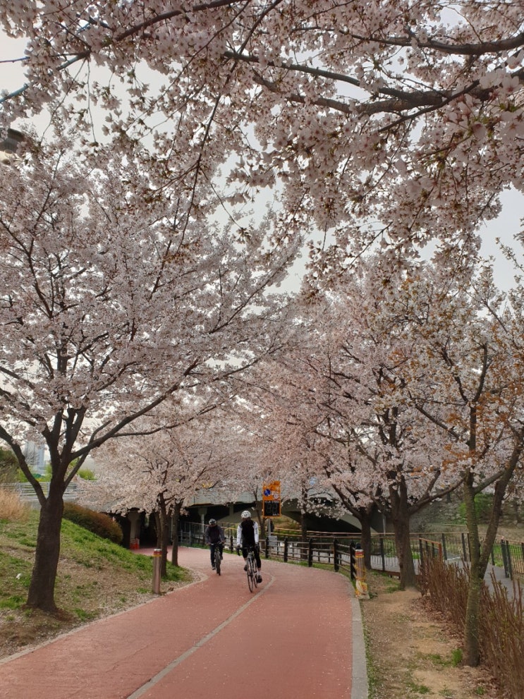 자전거 출퇴근 성내천 벚꽃길