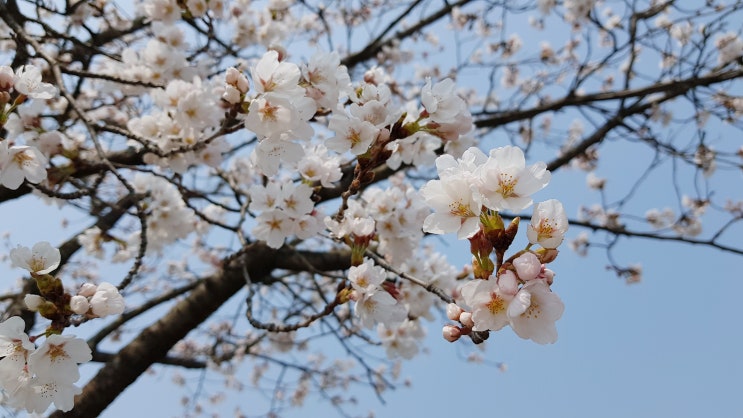오산 물향기수목원 / 본가 왕뼈 감자탕 / 카페 몽베르 오산 물향기수목원 / 본가 왕뼈 감자탕 / 카페 몽베르