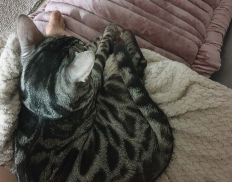  가끔은 애기때같이 무릎냥인척