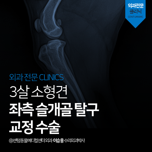  [외과] 3살 소형견 좌측 슬개구 탈구 교정 수술 (부산 연제구 거제동 연산동 외과 전문 동물병원)