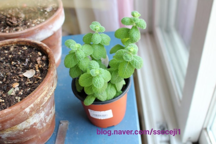  3월 가계부, 생활비 100만원으로 살기 실패!