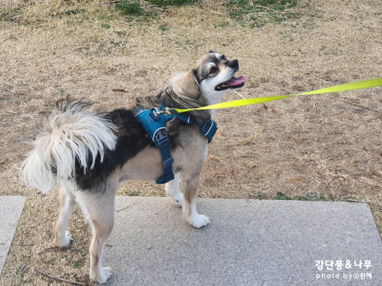  남양주 주말 가볼만한곳 물의정원 강아지랑 산책하기