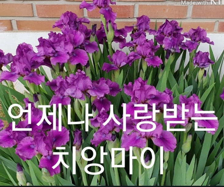  ((천안 출장마사지))((천안 출장 안마))((천안 출장 타이마사지))((치앙마이))