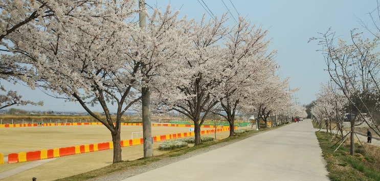 예산무한천둔치 체육공원 벚꽃(20년4월7일 현재), 세종시음향
