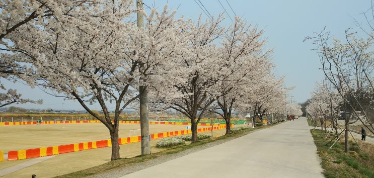  예산무한천둔치 체육공원 벚꽃(20년4월7일 현재), 세종시음향