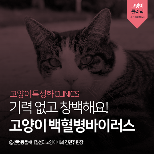 [고양이내과] 1살 고양이 백혈병바이러스 - 기력 없고 창백해요! (부산 연제구 거제동 연산동 연중무휴 고양이 동물병원, FeLV)