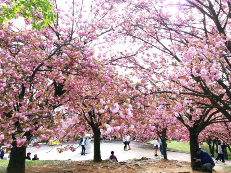  경주 벚꽃 (보문호왕겹벚꽃, 불국사왕겹벚꽃)