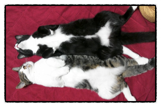 우리 집 반려동물 고양이 루루비(루루&루비)의 2012년 추억앨범