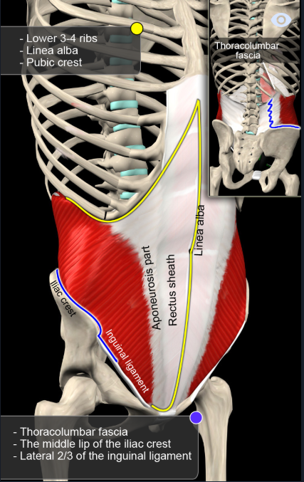  내복사근(Internal oblique) '속배빗근'