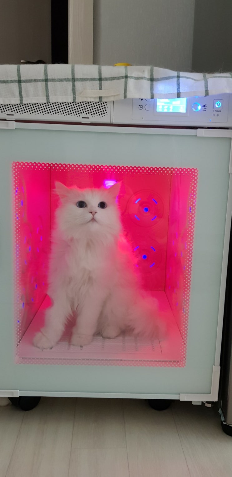  [붐펫 펫드라이룸]한달사용후기!펫육아도장비빨!펫드라이룸신세계예요!